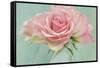 Pink Roses-Cora Niele-Framed Stretched Canvas