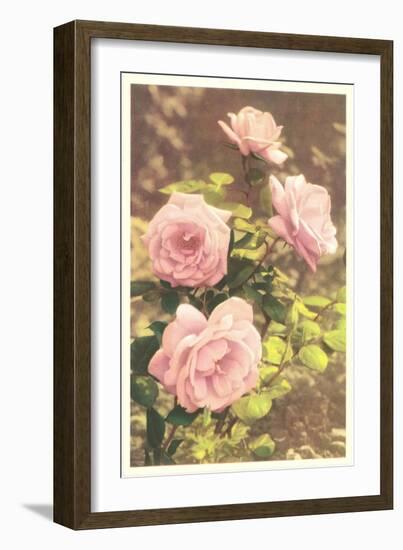 Pink Roses-null-Framed Art Print