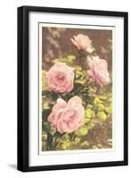 Pink Roses-null-Framed Art Print