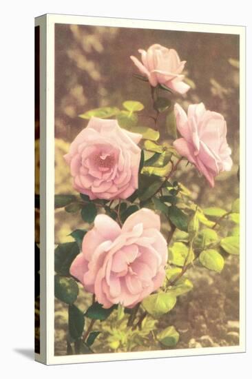 Pink Roses-null-Stretched Canvas