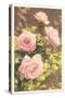 Pink Roses-null-Stretched Canvas