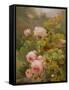 Pink Roses-Alexandre Debrus-Framed Stretched Canvas