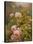 Pink Roses-Alexandre Debrus-Stretched Canvas