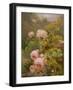 Pink Roses-Alexandre Debrus-Framed Giclee Print