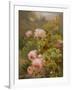 Pink Roses-Alexandre Debrus-Framed Giclee Print