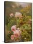 Pink Roses-Alexandre Debrus-Stretched Canvas