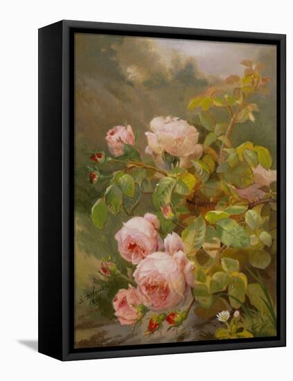 Pink Roses-Alexandre Debrus-Framed Stretched Canvas