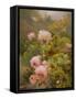 Pink Roses-Alexandre Debrus-Framed Stretched Canvas