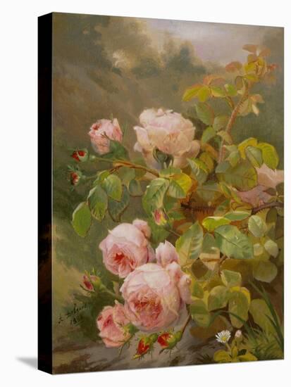 Pink Roses-Alexandre Debrus-Stretched Canvas