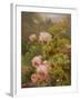 Pink Roses-Alexandre Debrus-Framed Giclee Print