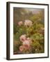 Pink Roses-Alexandre Debrus-Framed Giclee Print