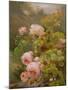 Pink Roses-Alexandre Debrus-Mounted Giclee Print