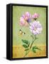 Pink Roses-Maria Rytova-Framed Stretched Canvas