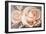 Pink Roses-Lea Faucher-Framed Art Print