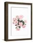 Pink Roses-Sisi and Seb-Framed Photo