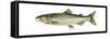 Pink Salmon (Oncorhynchus Gorbuscha), Fishes-Encyclopaedia Britannica-Framed Stretched Canvas