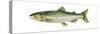Pink Salmon (Oncorhynchus Gorbuscha), Fishes-Encyclopaedia Britannica-Stretched Canvas