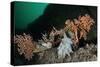 Pink Sea Fan with Attached Eggs of a Common Squid, Lesser-Spotted Dogfish and Spiny Starfish, UK-Linda Pitkin-Stretched Canvas