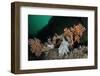 Pink Sea Fan with Attached Eggs of a Common Squid, Lesser-Spotted Dogfish and Spiny Starfish, UK-Linda Pitkin-Framed Photographic Print