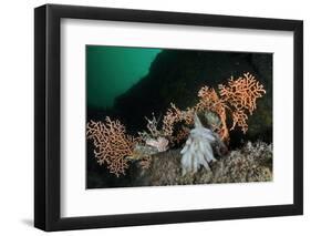 Pink Sea Fan with Attached Eggs of a Common Squid, Lesser-Spotted Dogfish and Spiny Starfish, UK-Linda Pitkin-Framed Photographic Print