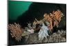 Pink Sea Fan with Attached Eggs of a Common Squid, Lesser-Spotted Dogfish and Spiny Starfish, UK-Linda Pitkin-Mounted Photographic Print