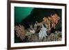 Pink Sea Fan with Attached Eggs of a Common Squid, Lesser-Spotted Dogfish and Spiny Starfish, UK-Linda Pitkin-Framed Photographic Print