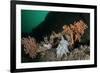 Pink Sea Fan with Attached Eggs of a Common Squid, Lesser-Spotted Dogfish and Spiny Starfish, UK-Linda Pitkin-Framed Photographic Print