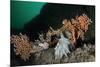 Pink Sea Fan with Attached Eggs of a Common Squid, Lesser-Spotted Dogfish and Spiny Starfish, UK-Linda Pitkin-Mounted Photographic Print