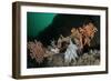 Pink Sea Fan with Attached Eggs of a Common Squid, Lesser-Spotted Dogfish and Spiny Starfish, UK-Linda Pitkin-Framed Photographic Print