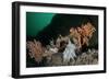 Pink Sea Fan with Attached Eggs of a Common Squid, Lesser-Spotted Dogfish and Spiny Starfish, UK-Linda Pitkin-Framed Photographic Print