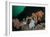 Pink Sea Fan with Attached Eggs of a Common Squid, Lesser-Spotted Dogfish and Spiny Starfish, UK-Linda Pitkin-Framed Photographic Print