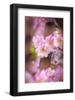 Pink Serenade-Philippe Sainte-Laudy-Framed Photographic Print