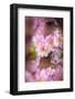 Pink Serenade-Philippe Sainte-Laudy-Framed Photographic Print