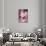 Pink Serenade-Philippe Sainte-Laudy-Photographic Print displayed on a wall