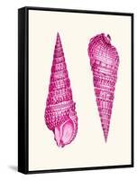 Pink Shells a-Fab Funky-Framed Stretched Canvas