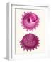 Pink Shells b-Fab Funky-Framed Art Print