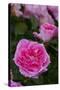 Pink Shrub Rose, Cultivar Var., East Haddam, Connecticut, USA-Lynn M^ Stone-Stretched Canvas