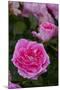 Pink Shrub Rose, Cultivar Var., East Haddam, Connecticut, USA-Lynn M^ Stone-Mounted Photographic Print
