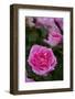 Pink Shrub Rose, Cultivar Var., East Haddam, Connecticut, USA-Lynn M^ Stone-Framed Photographic Print