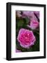 Pink Shrub Rose, Cultivar Var., East Haddam, Connecticut, USA-Lynn M^ Stone-Framed Photographic Print