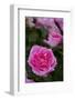 Pink Shrub Rose, Cultivar Var., East Haddam, Connecticut, USA-Lynn M^ Stone-Framed Photographic Print