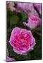 Pink Shrub Rose, Cultivar Var., East Haddam, Connecticut, USA-Lynn M^ Stone-Mounted Photographic Print