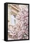 Pink Spring Magnolias in Paris-Carina Okula-Framed Stretched Canvas