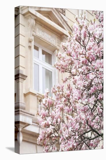 Pink Spring Magnolias in Paris-Carina Okula-Stretched Canvas