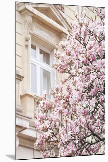 Pink Spring Magnolias in Paris-Carina Okula-Mounted Photographic Print