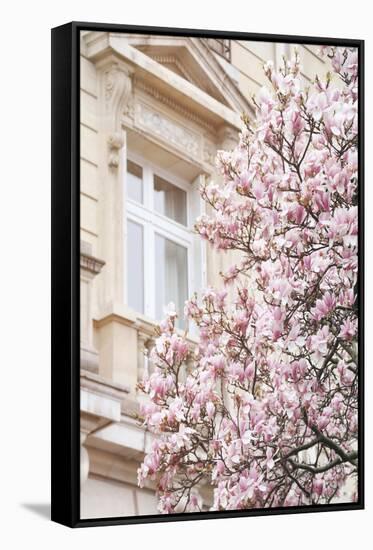 Pink Spring Magnolias in Paris-Carina Okula-Framed Stretched Canvas