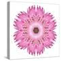 Pink Strawflower Flower Kaleidoscope-tr3gi-Stretched Canvas