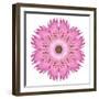 Pink Strawflower Flower Kaleidoscope-tr3gi-Framed Premium Giclee Print