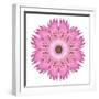 Pink Strawflower Flower Kaleidoscope-tr3gi-Framed Premium Giclee Print