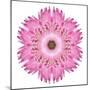 Pink Strawflower Flower Kaleidoscope-tr3gi-Mounted Premium Giclee Print